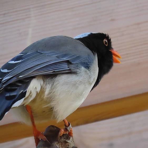 Rotschnabelkitta in der Tierwelt Herberstein