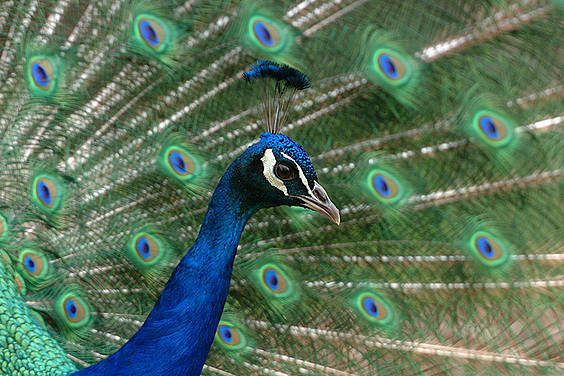 Pfau in der Tierwelt Herberstein