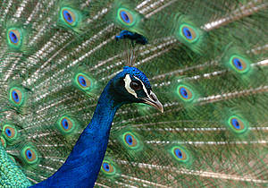 Blauer Pfau