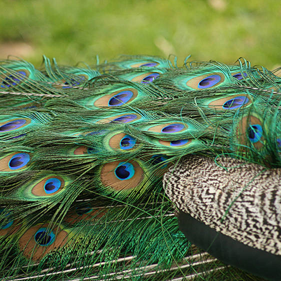 Blauer Pfau