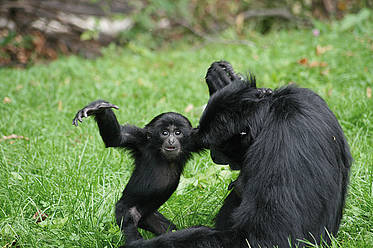 Siamang in der Tierwelt Herberstein