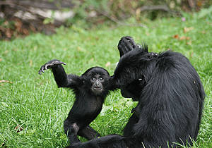 Siamang