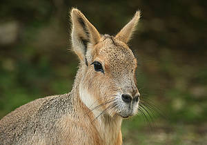 Mara im Tierpark in der Steiermark