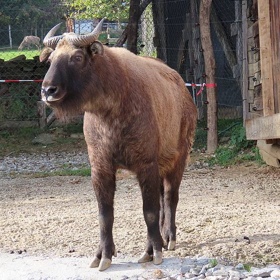 Mishmi-Takin