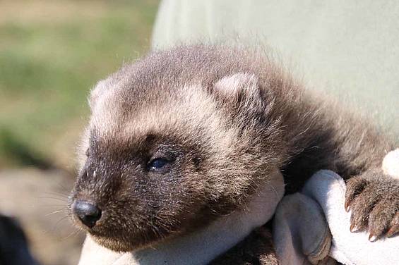 Vielfrassbaby Odin in der Tierwelt Herberstein