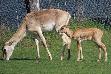 Hirschziegenantilope in der Tierwelt Herberstein