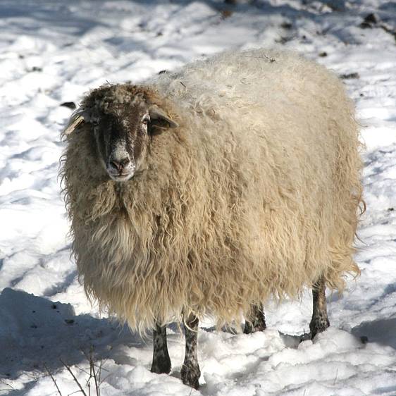 Ungarisches Zackelschaf