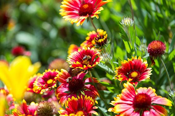 Kokadenblumen in der Tierwelt Herberstein