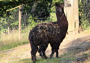 Alpaka im Tierpark in der Steiermark