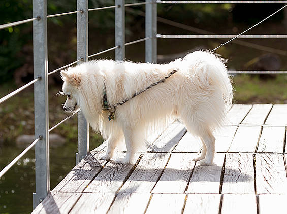 Hund unterwegs in der Tierwelt