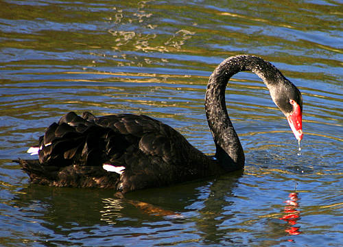 Schwarzschwan im Sommer in der Tierwelt Herberstein