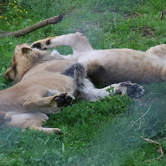 Afrikanischer Löwe