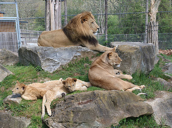 weitere Informationen zum Löwentagebuch im Blog der Tierwelt Herberstein