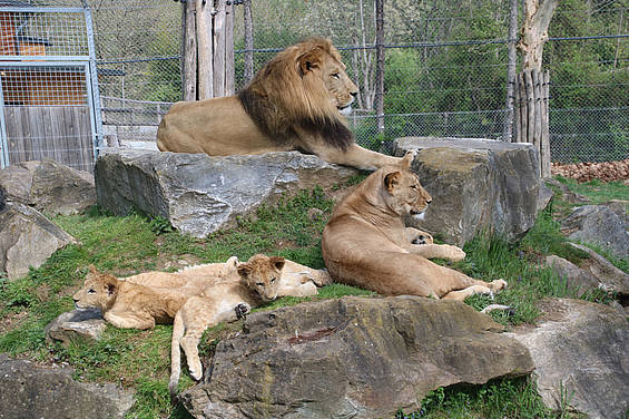Löwenfamilie in der Tierwelt Herberstein