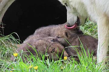 Polarwolf Papa mit den Kids in der Tierwelt Herberstein