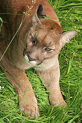 Puma in der Tierwelt Herberstein