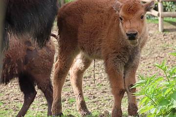 Bisonbaby neben Mama in der Tierwelt Herberstein