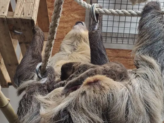 Neujahrsbaby der Tierwelt Herberstein