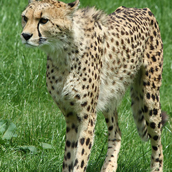 Gepard