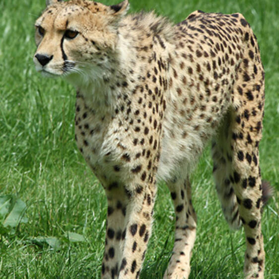 Gepard im Tierpark in der Steiermark