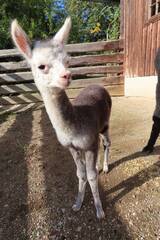 Tierbabys in der Steiermark