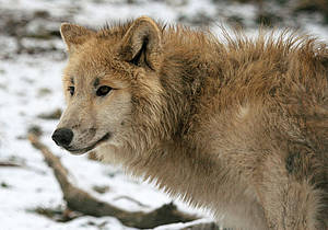 Hudson Bay Wolf in der Steiermark