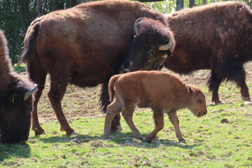 Tierbabys in der Steiermark