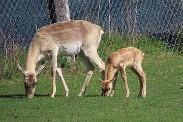 Hirschziegenantilope in der Tierwelt Herberstein
