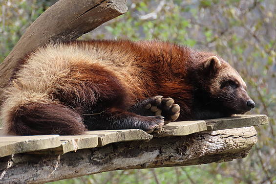 Vielfraß in der Tierwelt Herberstein