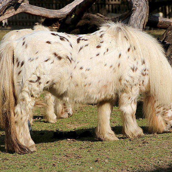 Mini-Appaloosa