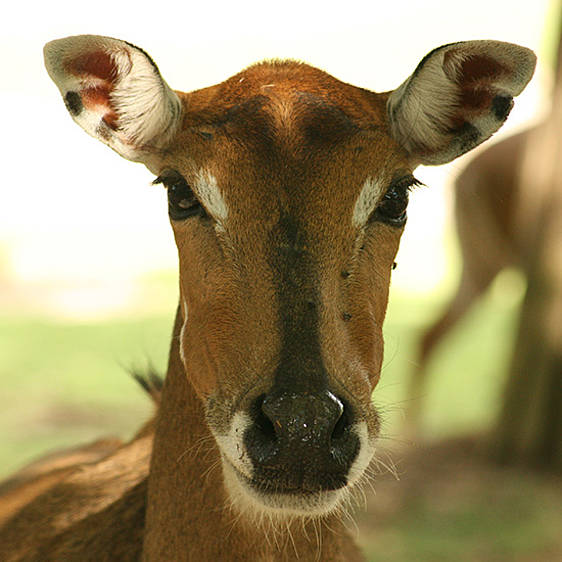 Nilgau-Antilope