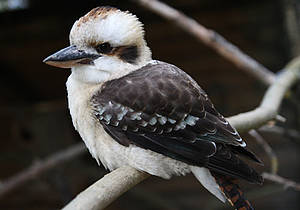 Kookaburra