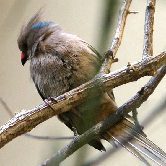 Blaunacken-Mausvogel
