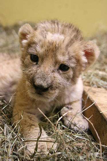 Löwenbaby im Heu in der Tierwelt Herberstein