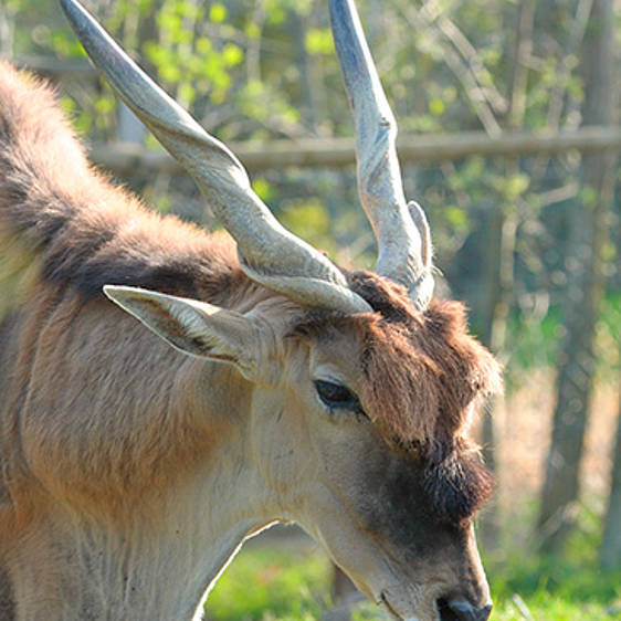 Elenantilope