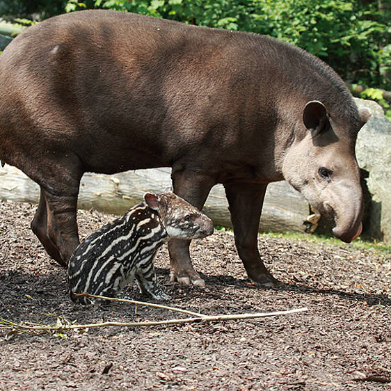 Flachland Tapir