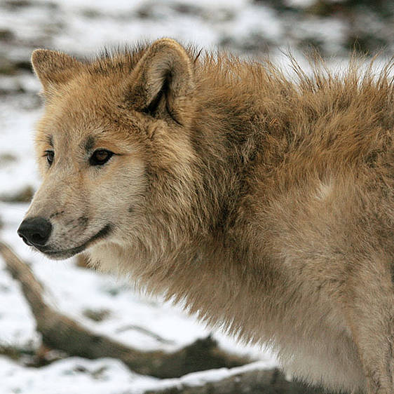 Hudson Bay Wolf