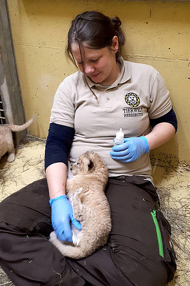 Tierpflegerin kümmert sich um die Löwenkinder in der Tierwelt Herberstein