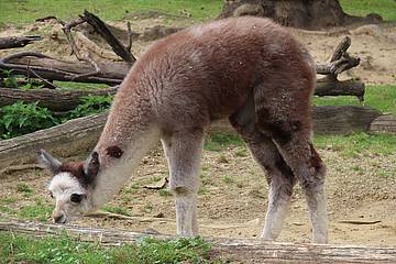 Alpaka Baby in der Tierwelt Herberstein
