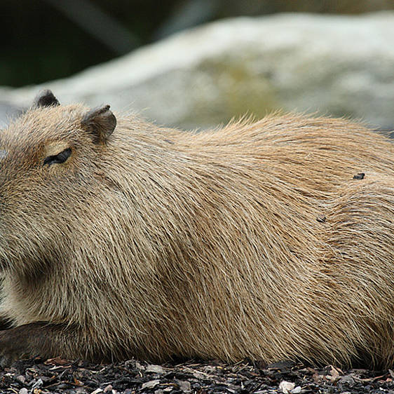 Capybara