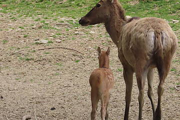 Davidhirsch Jungtier in der Tierwelt Herberstein