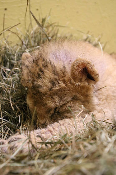 Löwenbaby schläft in der Tierwelt Herberstein