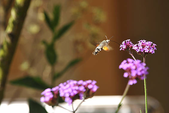 Insektenhotel in der Tierwelt Herberstein