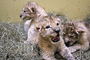 Drei Löwenbabys in der Tierwelt Herberstein