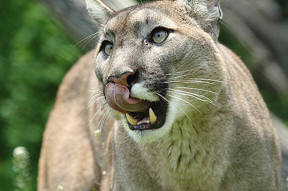 Puma der Tierwelt Herberstein