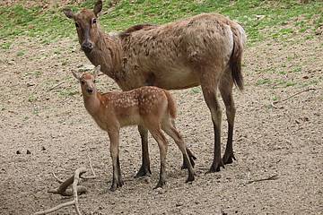 Davidhirsch Jungtier in der Tierwelt Herberstein