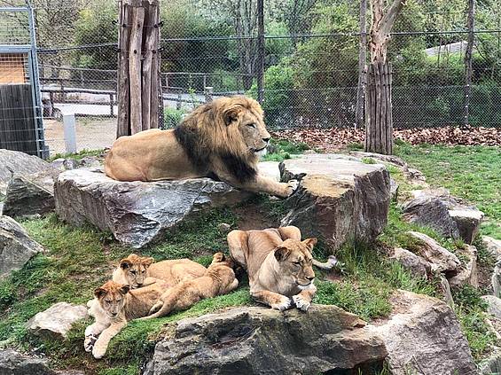 Die Löwenfamilie gemeinsam in Herberstein
