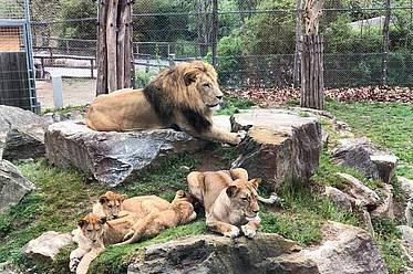 Löwenfamilie im Freigehege (c) Steinberge
