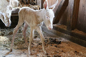 Weißer Barockesel in der Tierwelt Herberstein