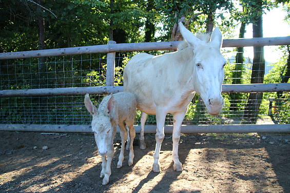 Weißer Barockesel im Streichelzoo in der Tierwelt Herberstein